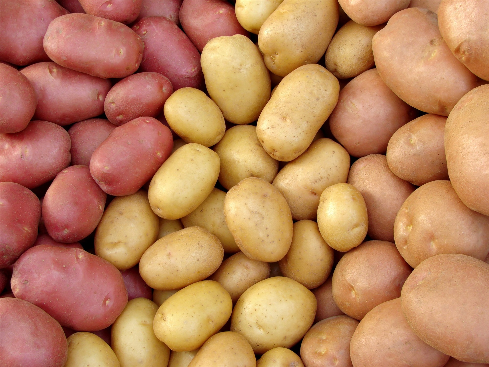 Сорт картофеля варяг фото и описание