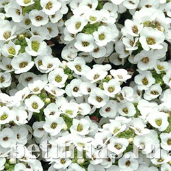 Алиссум Clear Cristall White - 10 семян